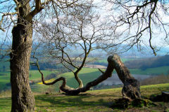 Chanctonbury Ring