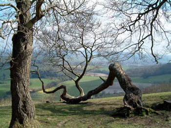 Landscape art photography  capturing images of rural Sussex which is an on-going project by Ant Tyler