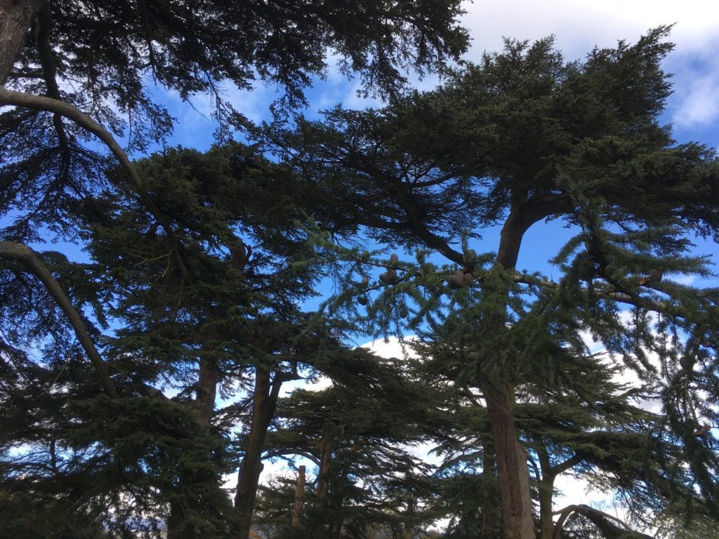 Cedar trees in summer, Taplow, Berkshire